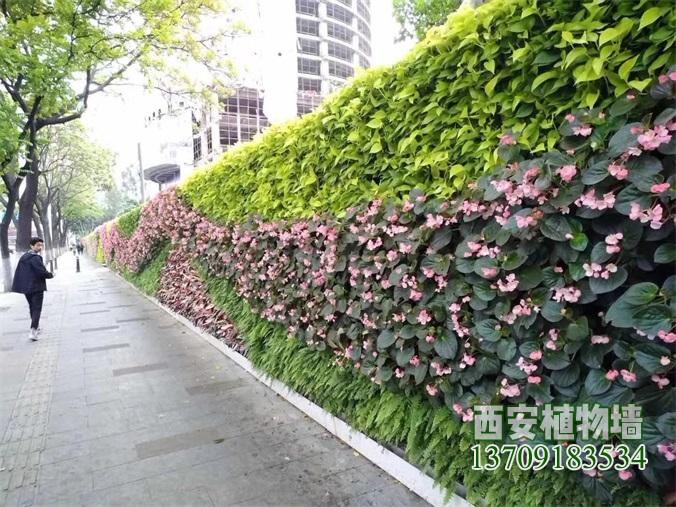 植物墙-绿植墙